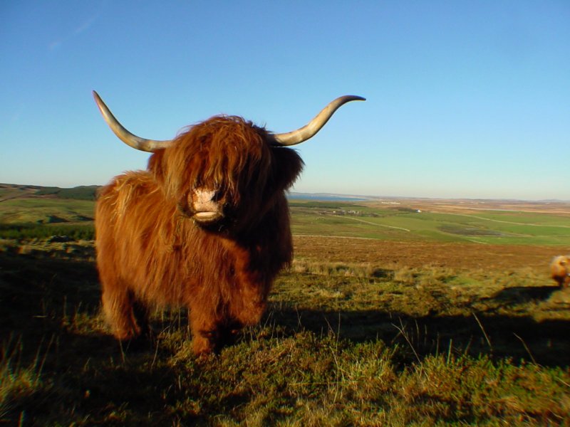 highland-cow-small.jpg