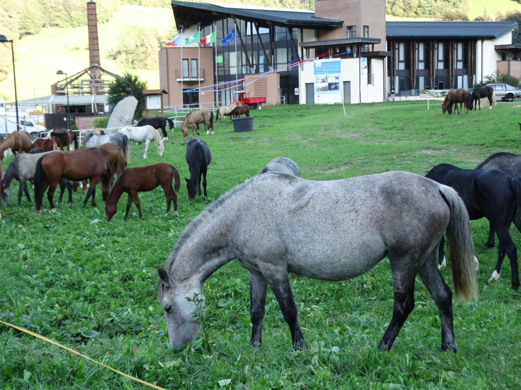 zootecniche cavalli (4)