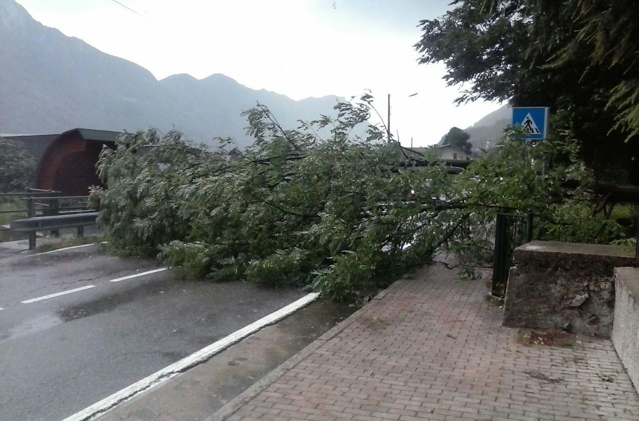 ALBERO ABBATTUTO PRIMALUNA