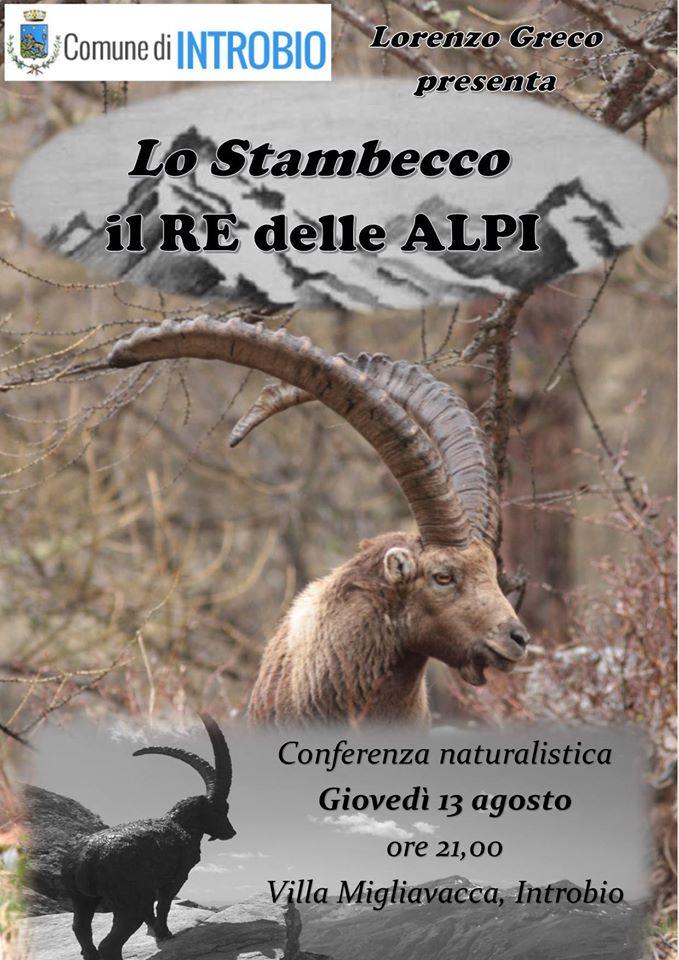 stambecco