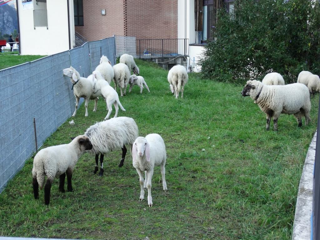 zootecniche pecore 2