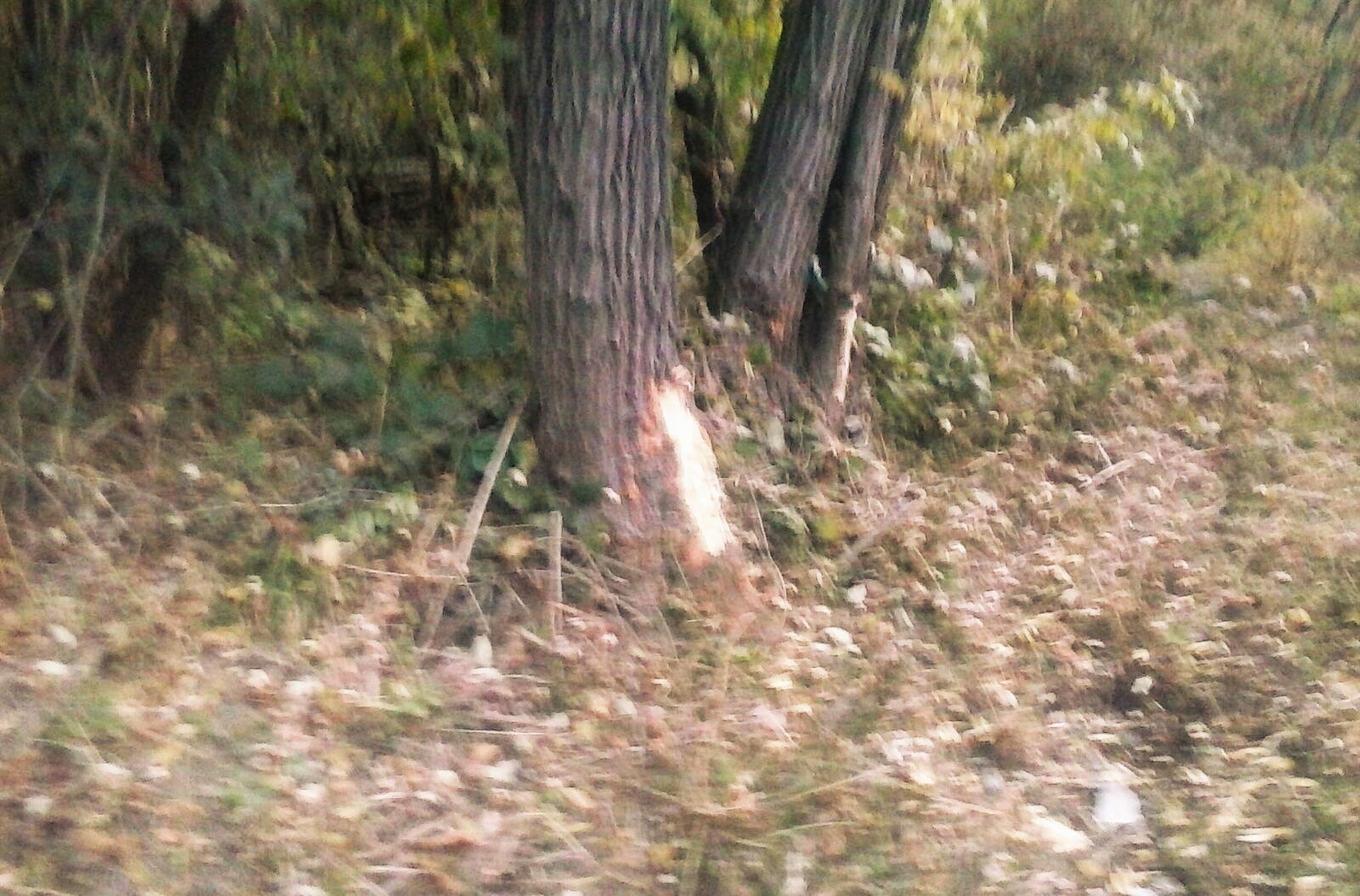 MORTALE PIANTE