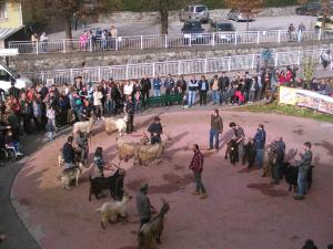 capra orobica 15 domenica (2)
