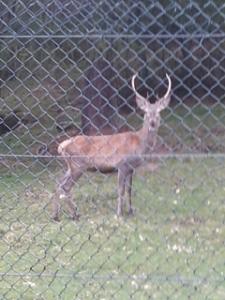 parco betulle cervi 4