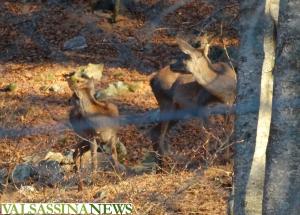 parco faunistico betulle cervi 5