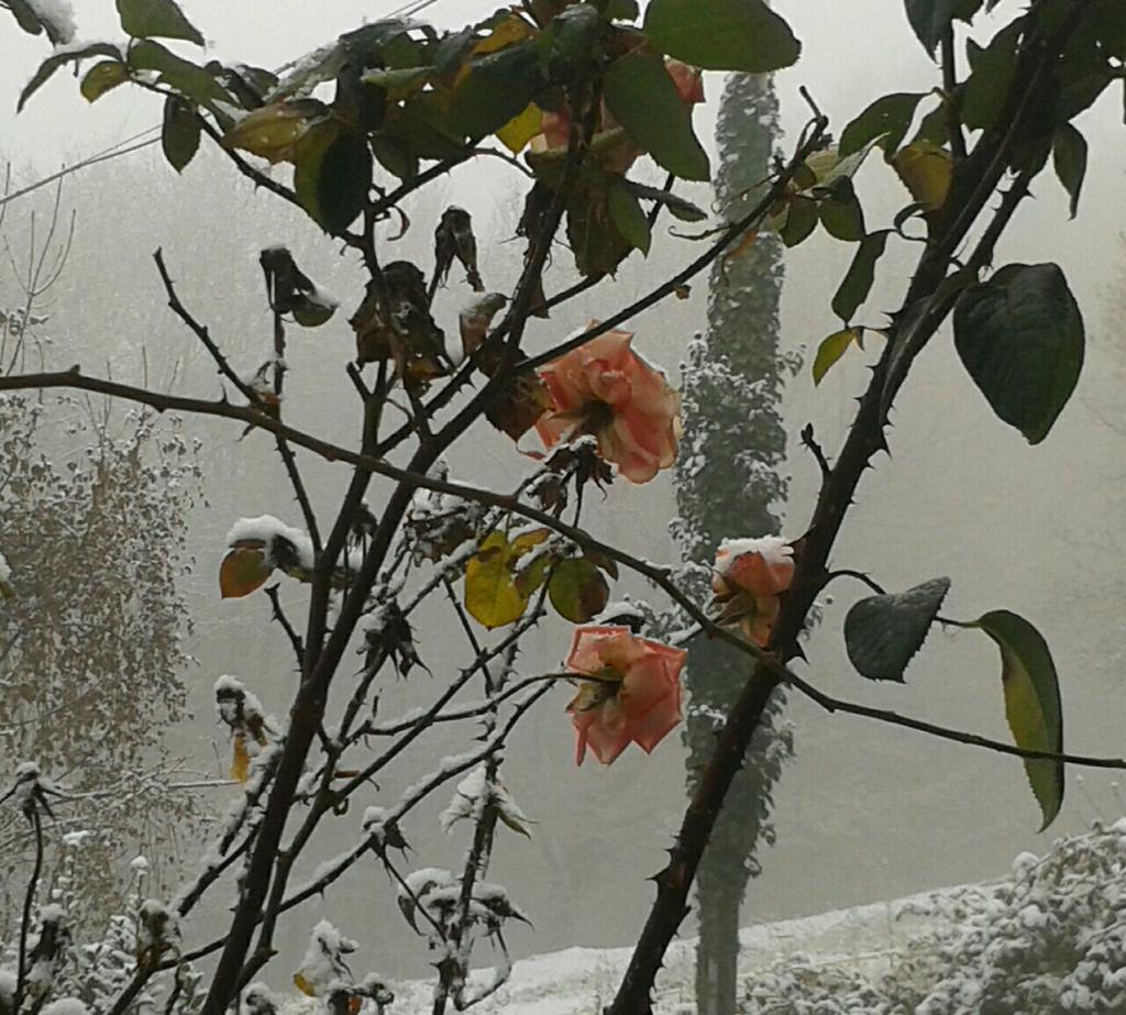 20160102054537