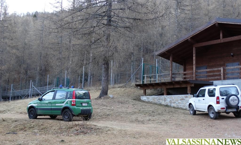 betulle cervi forestale