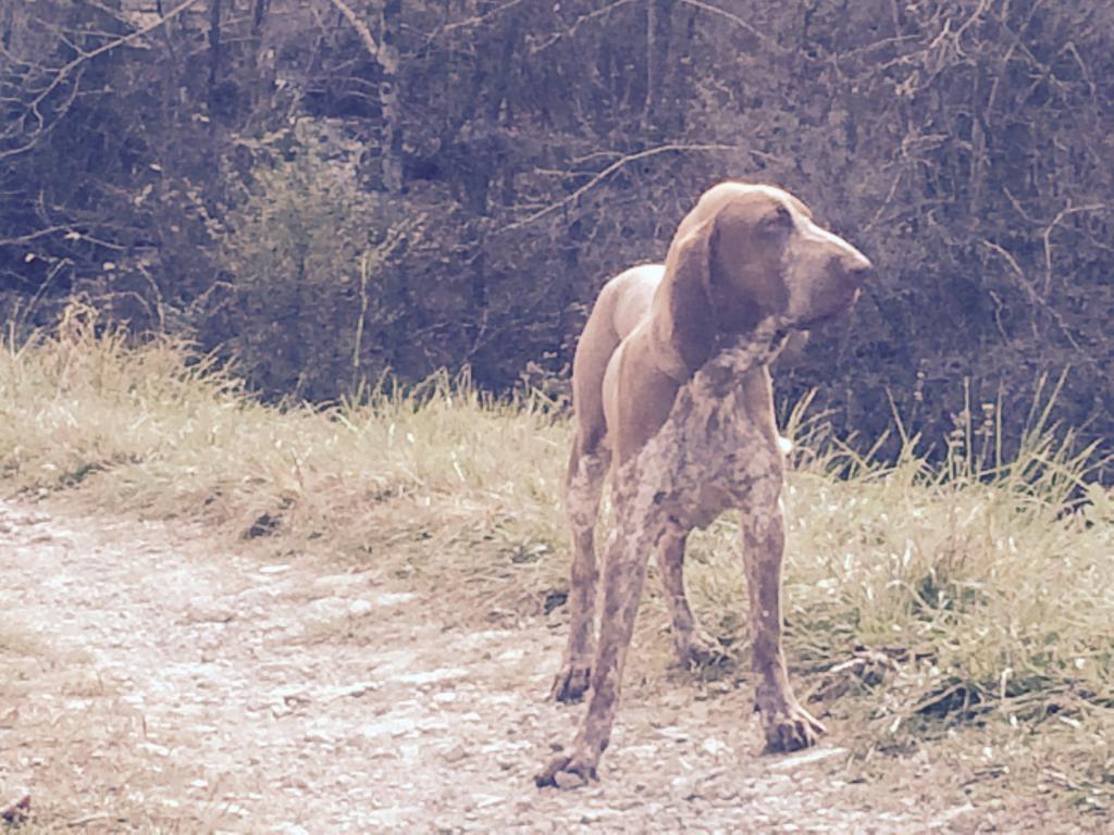 maggio cane smarrito