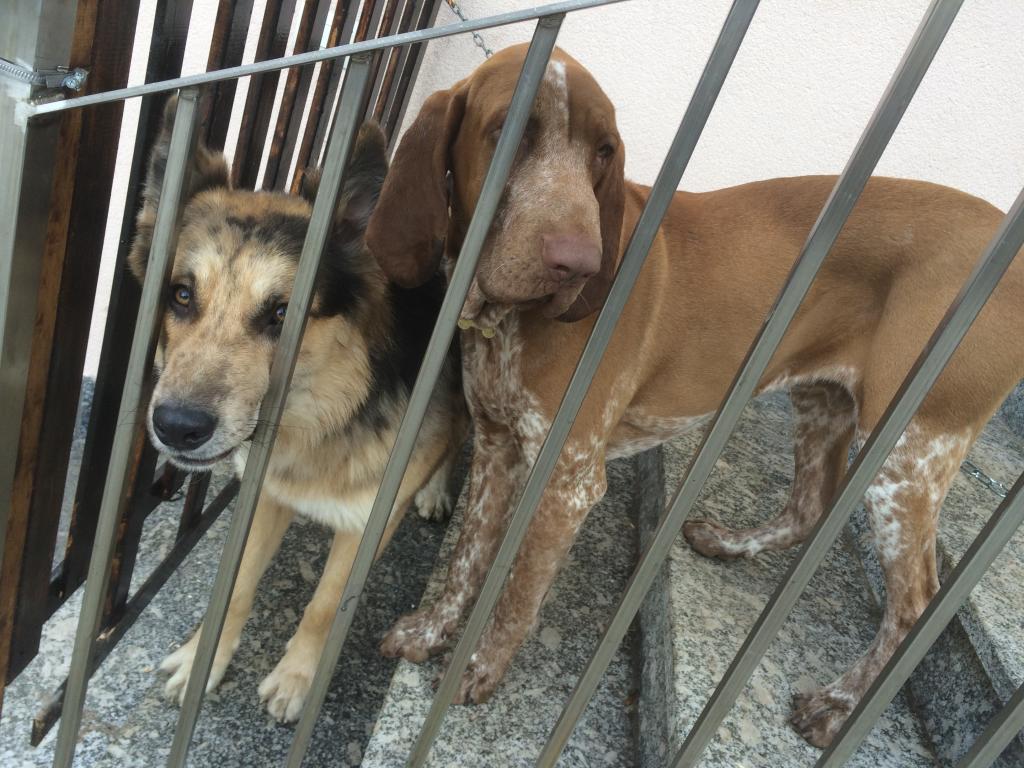 maggio cani smarriti