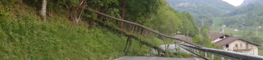 ALBERI ALLA FOLA2