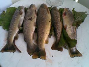 TROTE FARIA