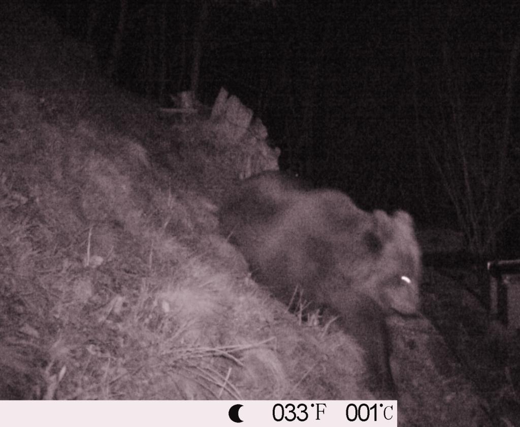 M7, l'orso "premanese" dell'aprile 2013