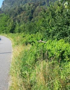 CICLABILE ERBACCE (2)