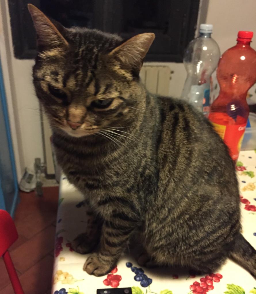 GATTO GIGI2
