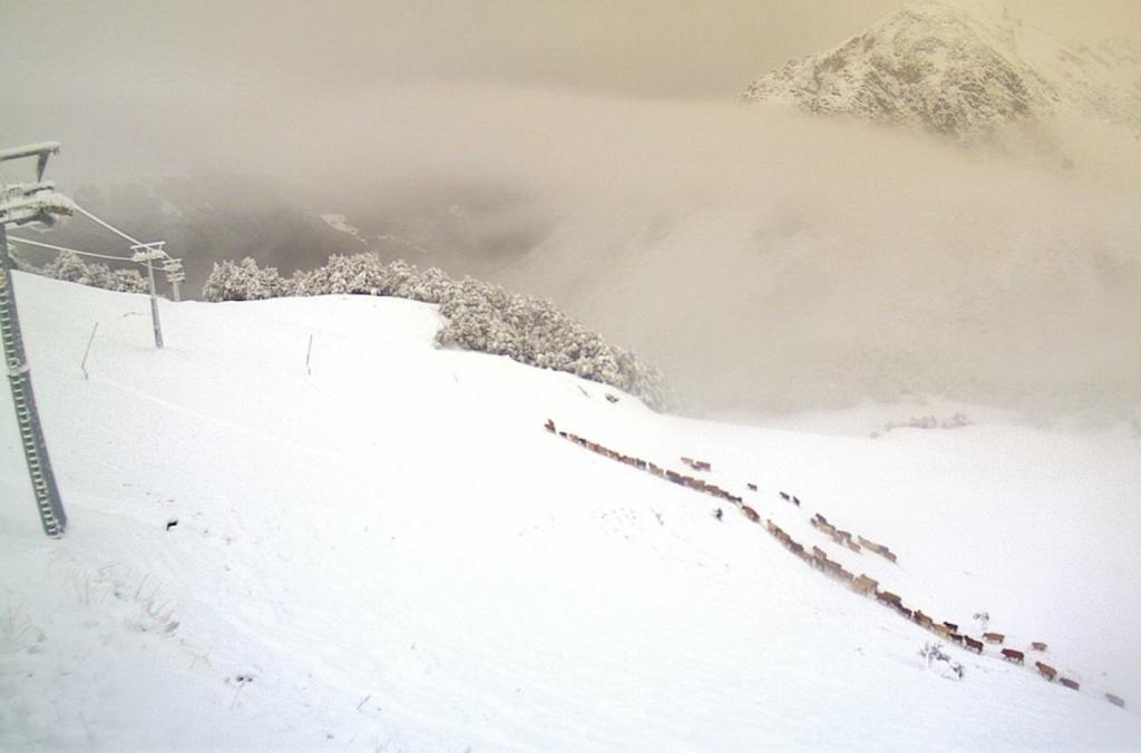 mucche-transumanza-neve-valtorta