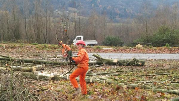 pc-bindo-taglio-alberi-cortenova-9