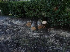spinera-disboscamento-1