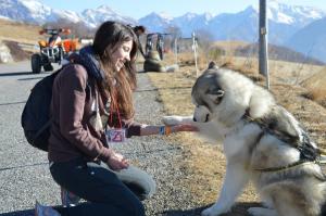 malamute alaskan 2016