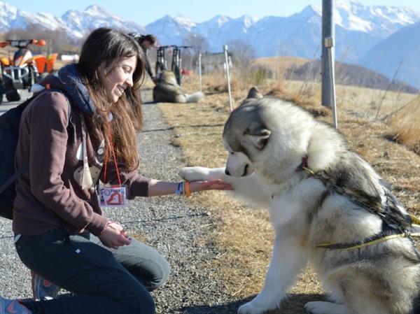 malamute alaskan 2016