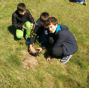 alberi introbio (8)