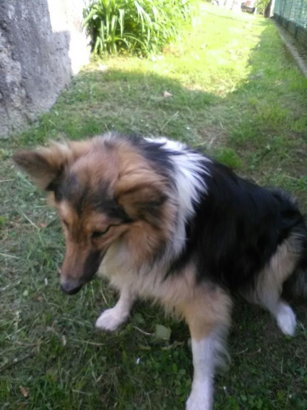 cane