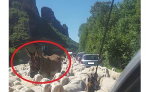 GREGGE PECORE BALISIO MULO CERCHIATO IN ROSSO