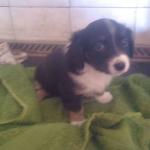 cuccioli vendrogno (1)