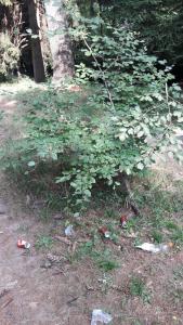 ferragosto incivili pineta barzio (10)
