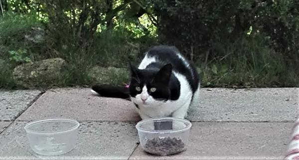 micio2