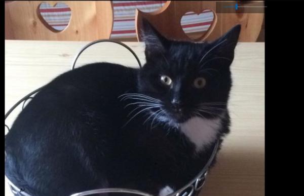 GATTO3