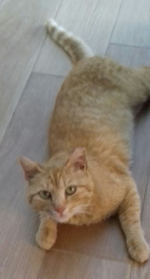 frugolo gatto (2)