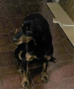 CANE CREMENO VERT