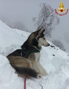 Hurley cane husky - vigili del fuoco pompieri (1)
