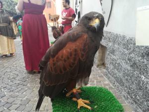 PALIO PRIMALUNA 2018 pre (1)