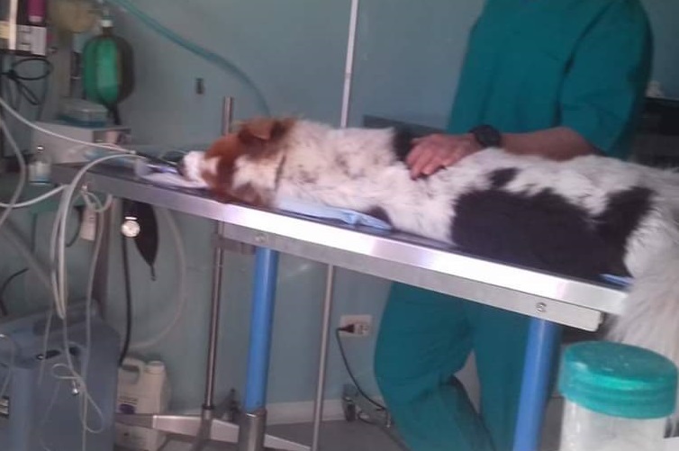 https://www.valsassinanews.com/wp-content/uploads/2019/03/simba-avvelenato-su-lettino-veterinario.jpg