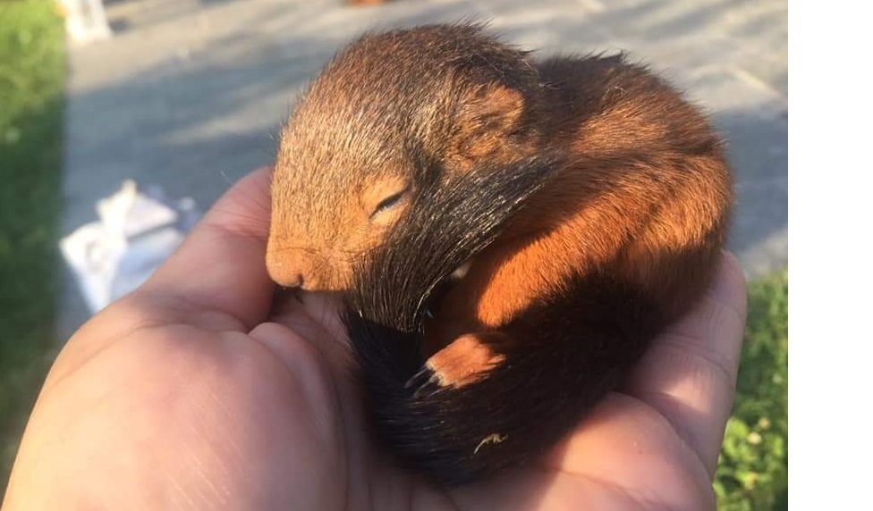 Sueglio Coccole E Attenzioni Non Hanno Cambiato Il Triste Destino Dello Scoiattolino Alvin